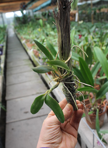 Laelia pumila 'Ruby' (Z-71) x Laelia pumila 'Black Diamond'.jpg