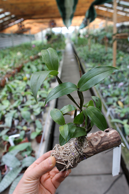 Dendrobium tetragonum gigantea.jpg