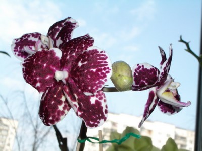 sunM8029-Phal. Ever Spring King Red Face 2007 03 22.jpg