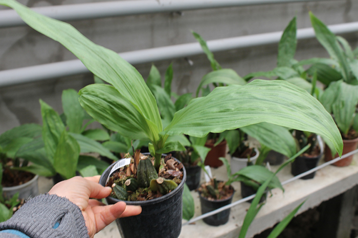 Lycaste Fire Bird.jpg