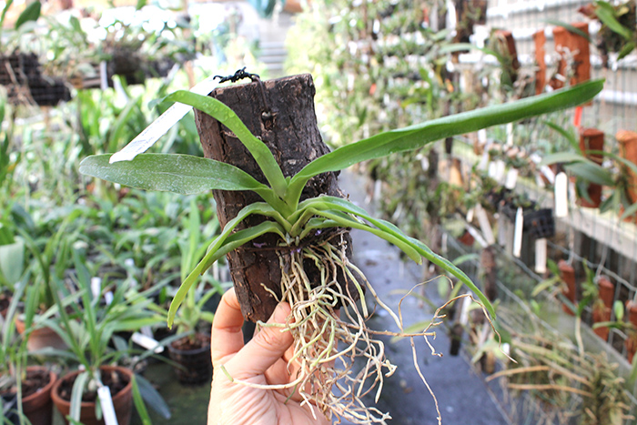 Aeranthes grandiflora.jpg