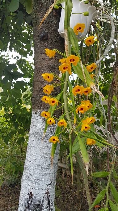 Dendrobium chrysanthum.