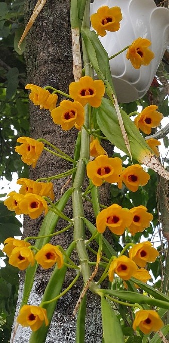 Dendrobium chrysanthum.