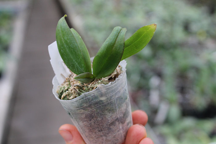 Phalaenopsis lowii.jpg