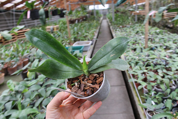 Phalaenopsis tetraspis 'C#1'.jpg