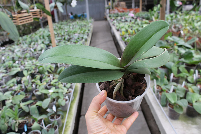 Doritaenopsis Lius Sakura.jpg