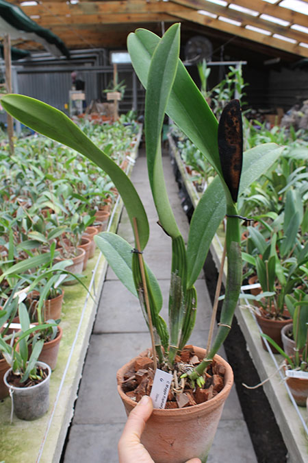 Cattleya Maggie Raphael purple (dowiana x trianae).jpg