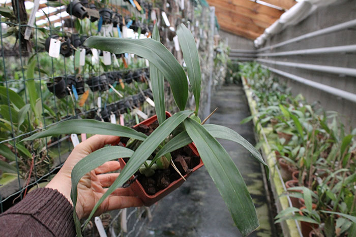 Coelogyne cristata.jpg