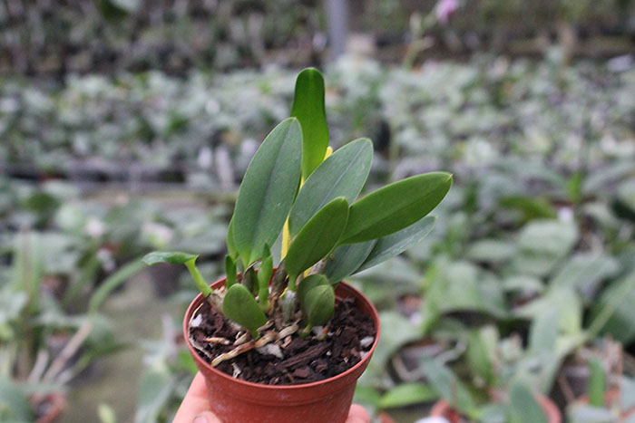Laelia pumila 'Black Diamond'.jpg