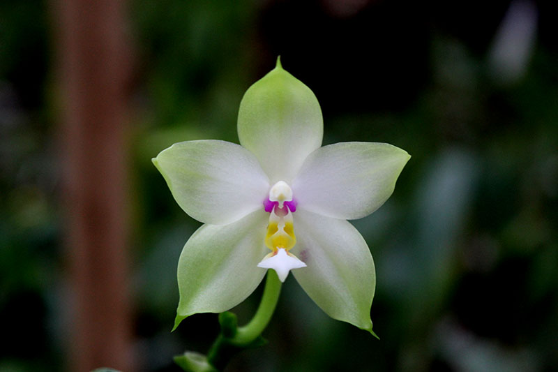 Phalaenopsis Yaphon Red Jewel x Ld's Bear Queen.jpg