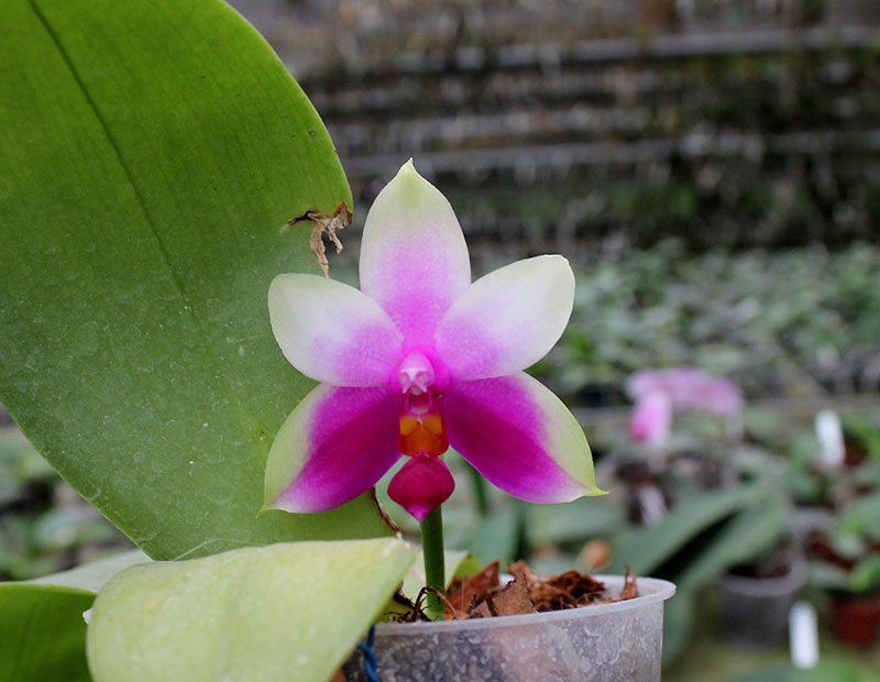 Phalaenopsis bellina 'Red Apple' x bellina.jpg