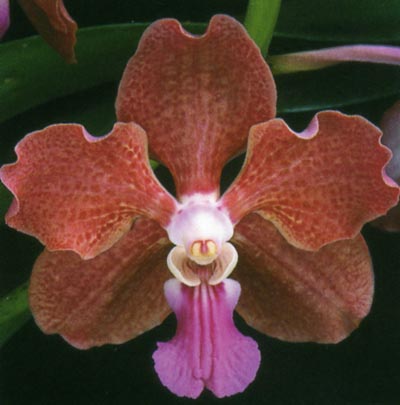 Vanda Yolanda Ulrich.jpg