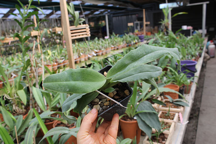 Paphiopedilum moquetteanum.jpg