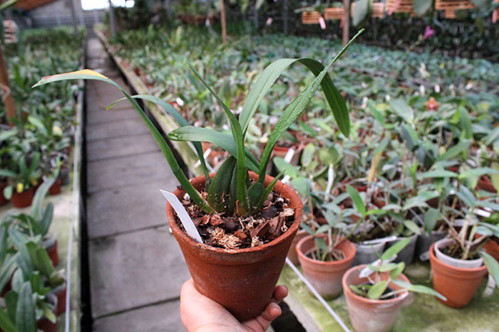 Oncidium noezlianum.jpg