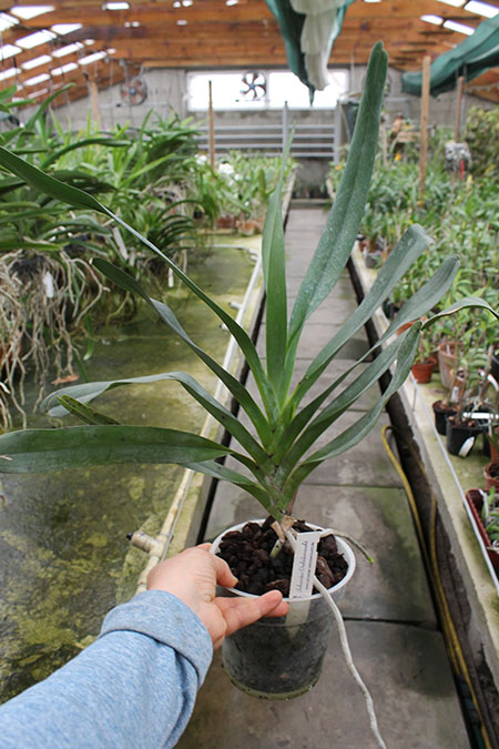 Angraecum sesquipedale.jpg