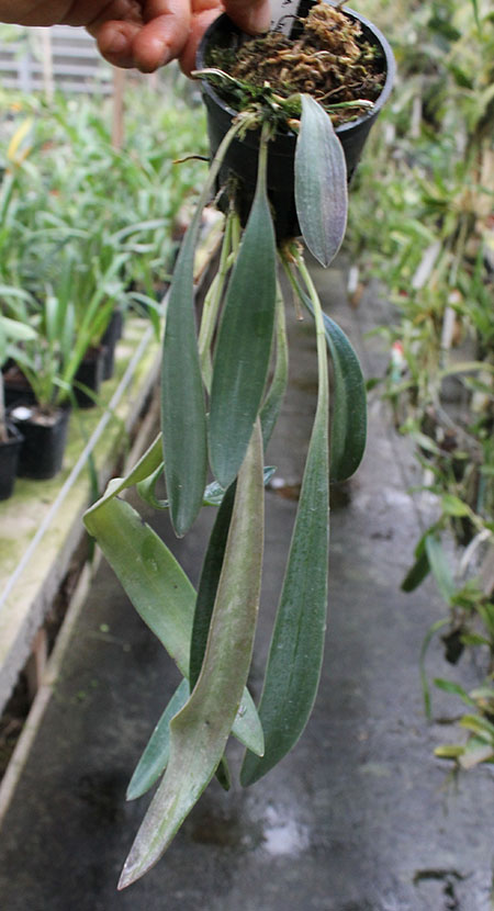 Masdevallia caesia.jpg