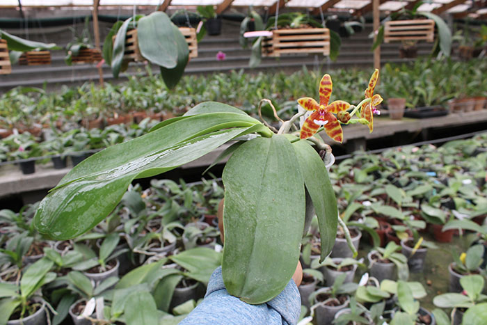 Phalaenopsis Little Leopard (mariae x cornu-cervi).jpg