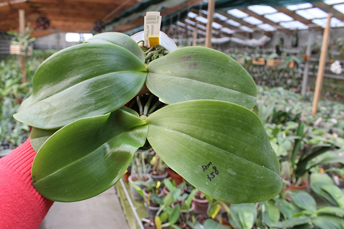Phalaenopsis gigantea x Mituo Coral Mambonosa.jpg