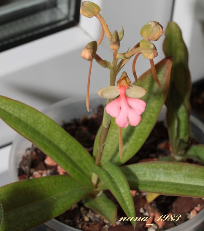Habenaria rhodocheila 'Pink'