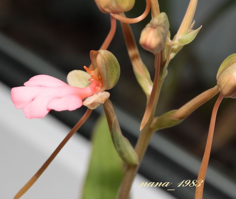 Habenaria rhodocheila 'Pink'