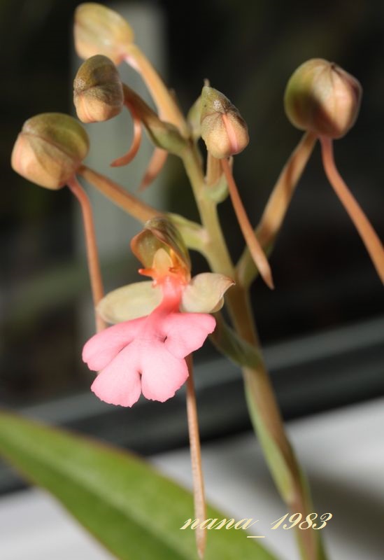 Habenaria rhodocheila 'Pink'