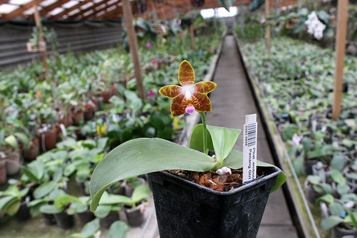 Phalaenopsis amboinensis x Phalaenopsis Penang Girl.jpg