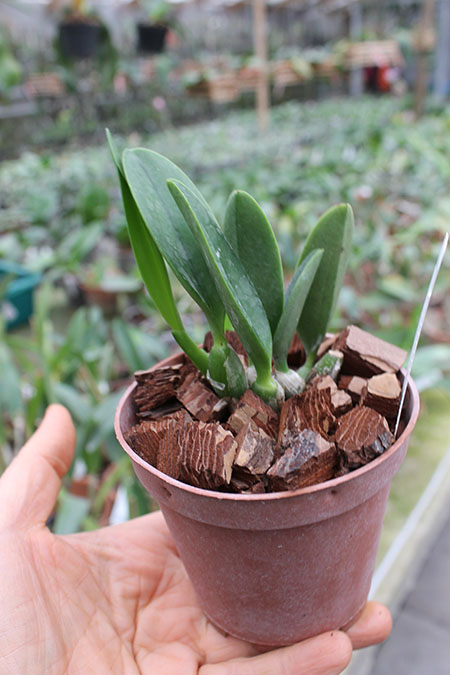 Laelia sincorana coerulea.jpg