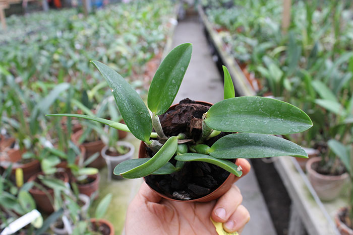 Laelia alaori oculata.jpg
