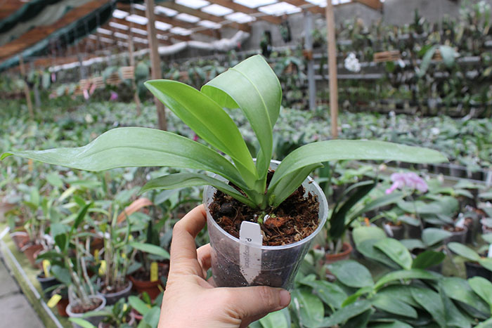 Phalaenopsis hieroglyphica.jpg