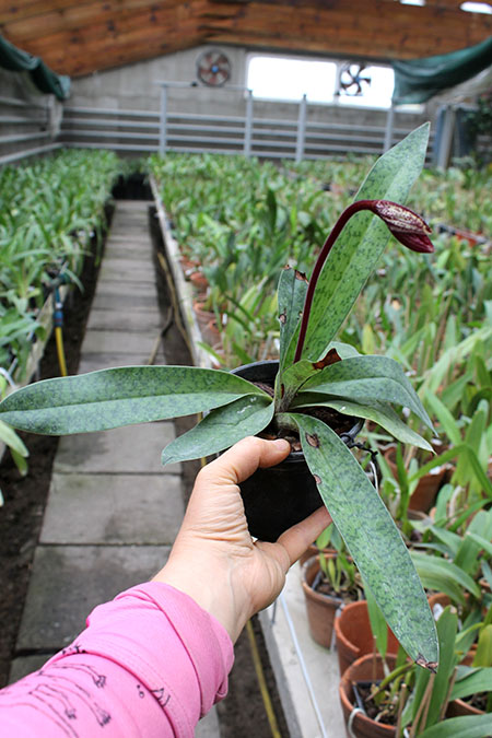 Paphiopedilum Ruby Leopard Vini x charlesworthii.jpg