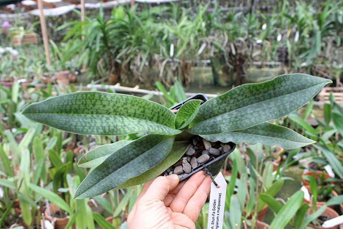 Paphiopedilum Shun-Fa Golden (hangianum x malipoense).jpg