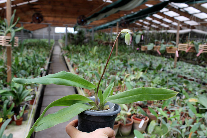 Paphiopedilum spicerianum.jpg