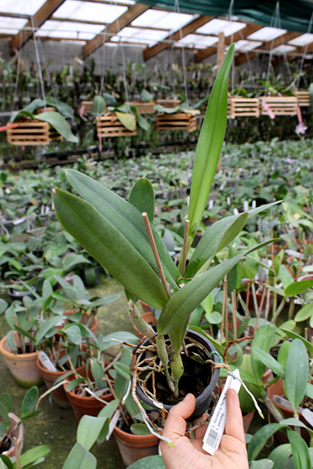 Laelia Newberry Sprite (Laelia perrinii x Laelia pumila).jpg