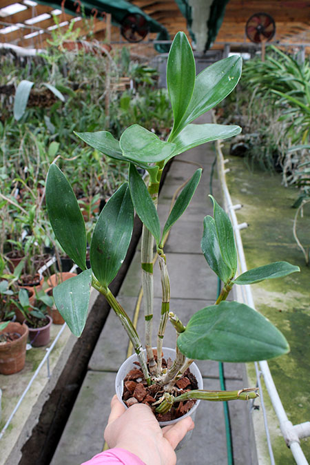 Dendrobium spectabile.jpg