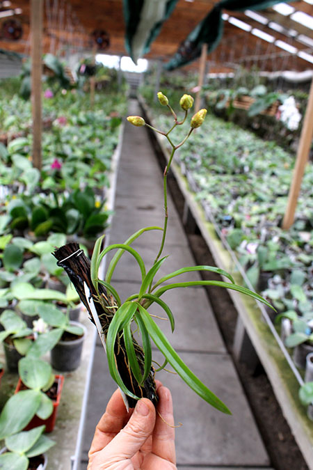 Oncidium (Tolumnia) Midas.jpg