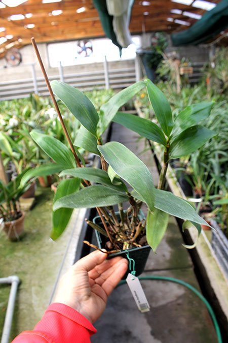 Dendrobium thyrsiflorum.jpg