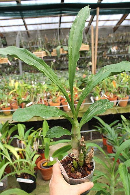 Catasetum pileatum 'Oro Verde'.jpg