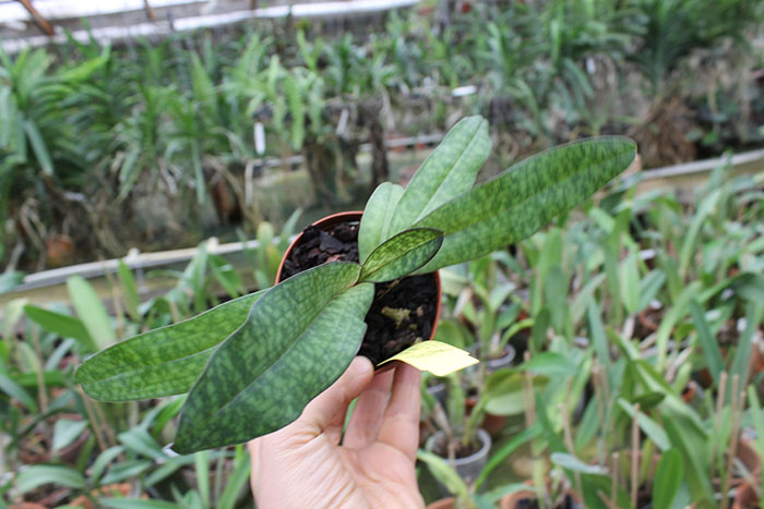 Paphiopedilum Delophyllum.jpg