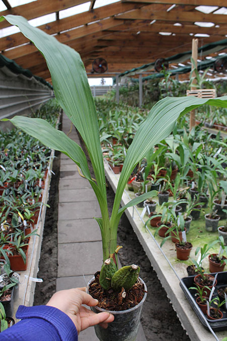 Lycaste Arashiyama (macrobulbon x Shoalhaven 'Kobe').jpg