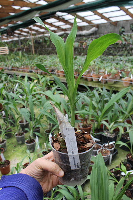 Catasetum (John Burchett x Suzan Fuchs) x Orchidglade.jpg