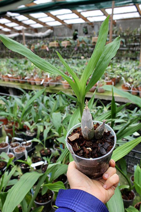 Catasetum pileatum (albo x albo).jpg
