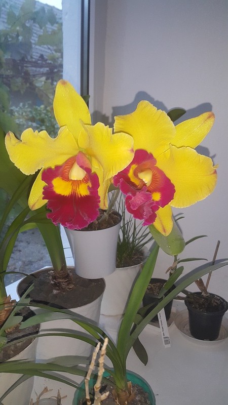 Brassolaeliocattleya Chunyeah #17.