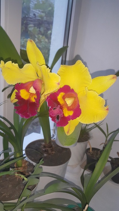 Brassolaeliocattleya Chunyeah #17.
