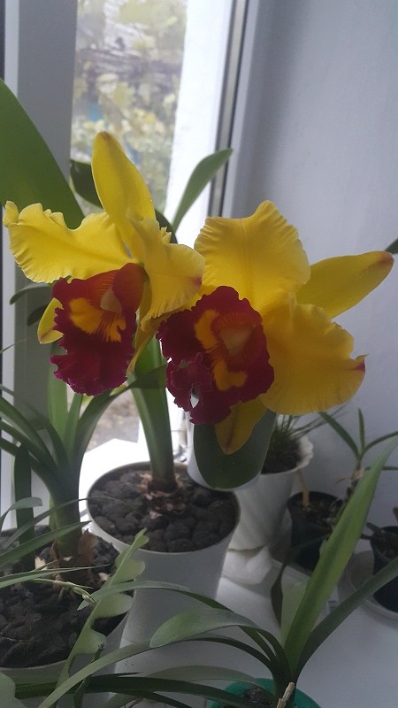 Brassolaeliocattleya Chunyeah #17.