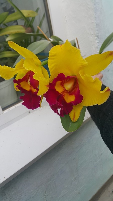 Brassolaeliocattleya Chunyeah #17.