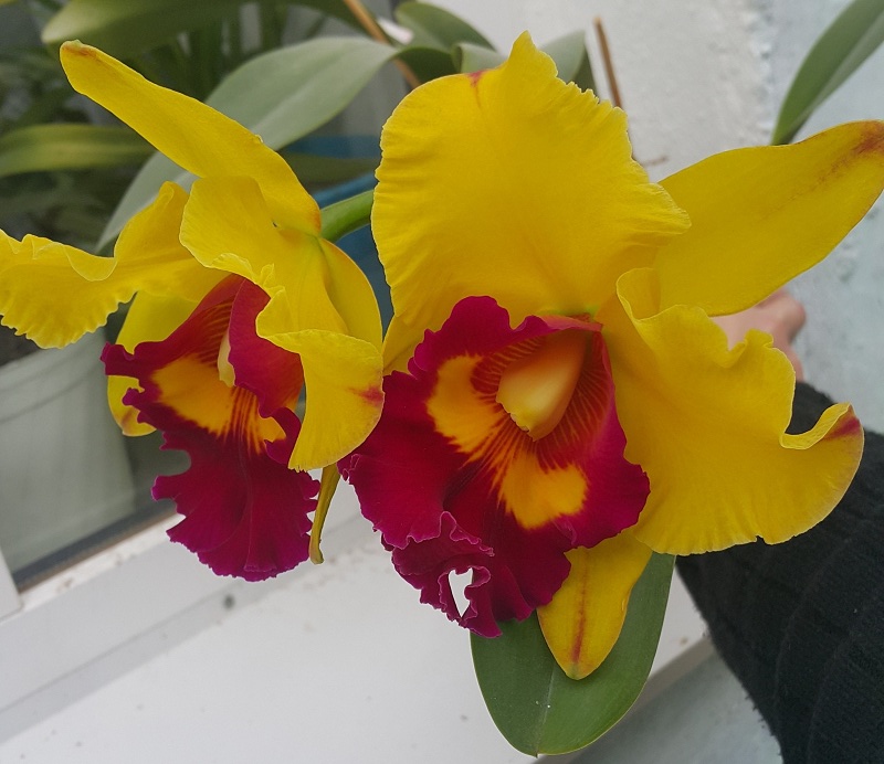 Brassolaeliocattleya Chunyeah #17.