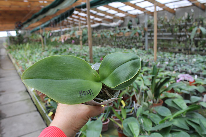 Phalaenopsis Mituo Sun Queen 'Peaches'.jpg