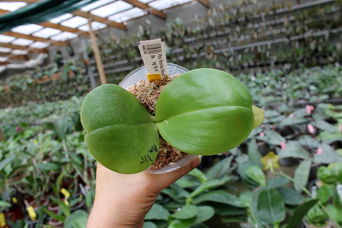 Phalaenopsis Mituo Sun 'Mituo #1' x Ld's Bear King 'YK-14'.jpg