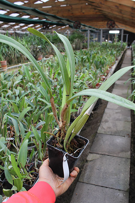 Cattleya trianae orlata 'TT' XXX x Cattleya trianae 'Cecilia' (04-8).jpg