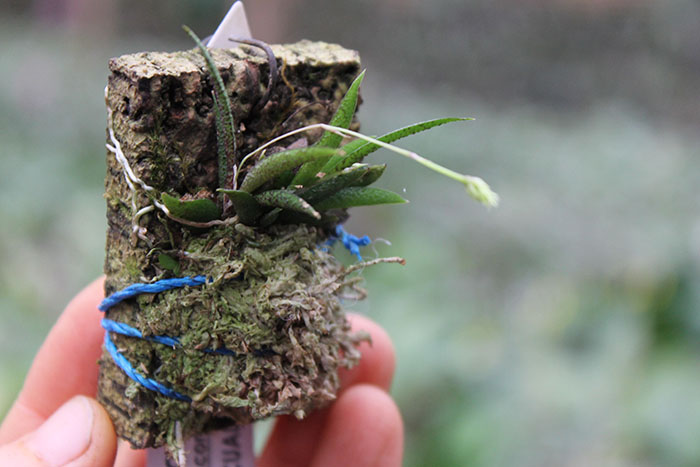 Macroclinium dalstromii.jpg